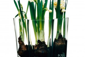 Alvar Aalto Vase Inspiration