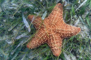 Cushion Sea Star Scientific Name